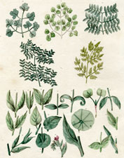 Disposition of leaves
