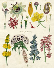 X modes of flowering, sexual organs