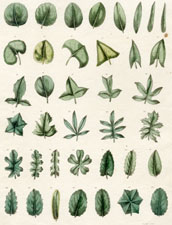 Simple leaves