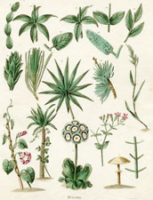 Disposition of leaves