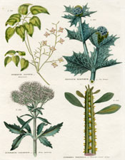 Barrenwort, Sea Eringo, Hemp Agrimony, Spurge