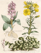 Orchis Mascula, Oenthera, Oxalis