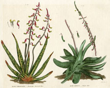 aloes