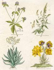 Adonis, amaranth, Aloe, Agrimony