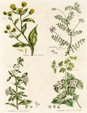 Fleabane, Hawthorn