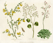 Genista, Saxifragas