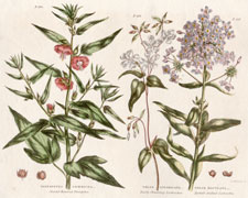 Pentapetes, Phlox