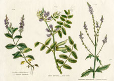 Speedwell, Vetch, Vervain