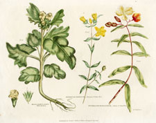 Henbane & St. John's Worts