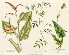 Valerian, Snakeweed