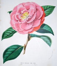 Camellia Reticulata Flore Pleno