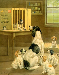 Vintage calendar/poster prints of dogs