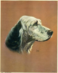 Vintage calendar/poster prints of dogs