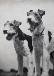 Vintage calendar/poster prints of dogs