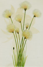 Cottongrass