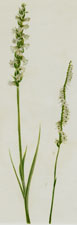 Nodding and Slender Ladies-Tresses