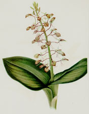 Plate 34 Lily Twayblade