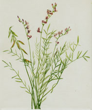 Plate 21 Burgess Milkvetch