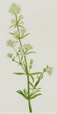 Plate 63 Northern Bedstraw