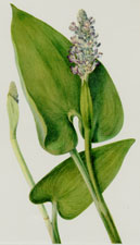 Plate 29 Pickerelweed
