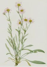 Plate 61 Pink Fleabane