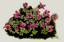 Plate 42 Purple Saxifrage