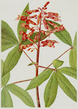 Plate 47  Red Buckeye