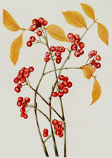 Plate 31  Red Chokeberry