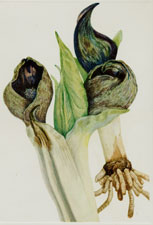 Plate 37 Skunkcabbage