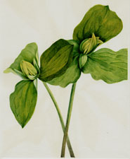 Plate 23 Toad Trillium