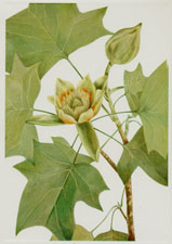 Plate 45 Tuliptree