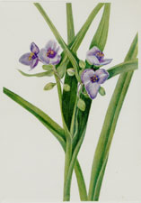 Plate 40 Virginia Spiderwort