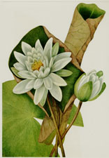 American Waterlily