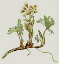 Northern Butterbur