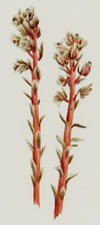 Red Pinesap