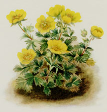 Rosette Cinquefoil