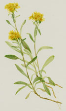 Sidesaddle Goldenrod