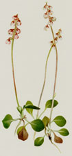 Small Pyrola