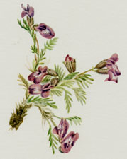 Alpine Pointvetch