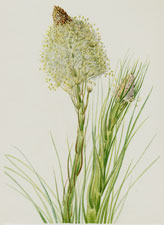 Beargrass