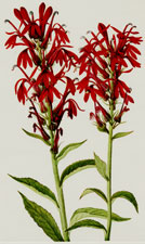 Cardinalflower