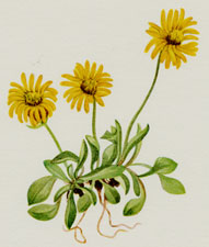 Golden Fleabane