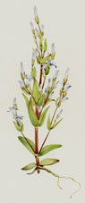 Ladder Gentian