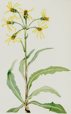 Mourning Groundsel