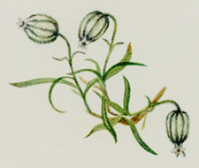 Nodding Campion