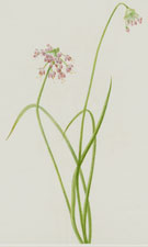 Nodding Onion