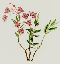 Rocky Mountain Kalmia