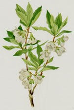 Rocky Mountain Rhododendron
