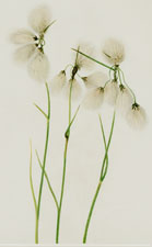 Tassel Cottongrass