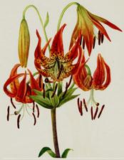 Turkscap Lily